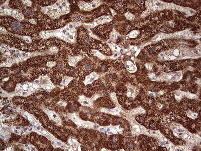 NUDT12 Antibody in Immunohistochemistry (Paraffin) (IHC (P))