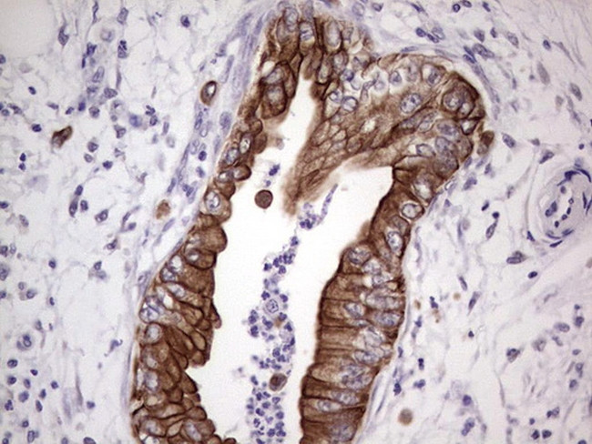 NUDT12 Antibody in Immunohistochemistry (Paraffin) (IHC (P))