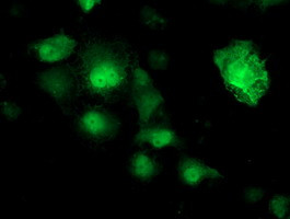 NUDT18 Antibody in Immunocytochemistry (ICC/IF)