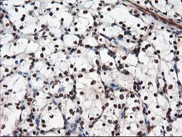 NUDT18 Antibody in Immunohistochemistry (Paraffin) (IHC (P))