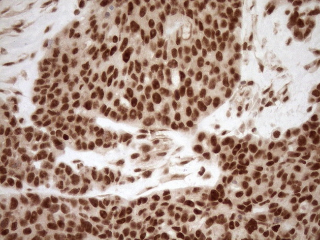 NUDT21 Antibody in Immunohistochemistry (Paraffin) (IHC (P))