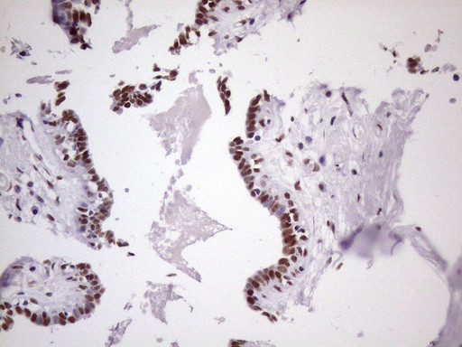 NUDT21 Antibody in Immunohistochemistry (Paraffin) (IHC (P))