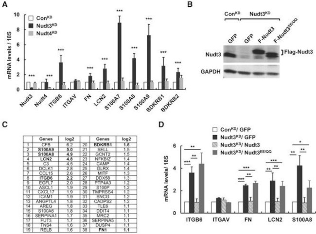 NUDT3 Antibody in Western Blot (WB)