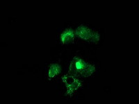 NUDT6 Antibody in Immunocytochemistry (ICC/IF)