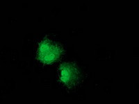 NUDT6 Antibody in Immunocytochemistry (ICC/IF)