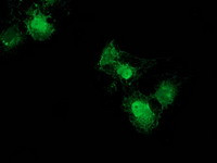 NUDT6 Antibody in Immunocytochemistry (ICC/IF)