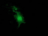 NUDT6 Antibody in Immunocytochemistry (ICC/IF)