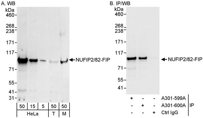 NUFIP2/82-FIP Antibody in Western Blot (WB)