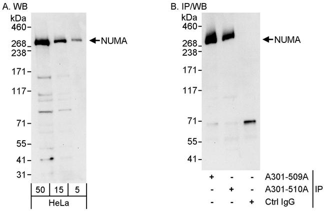 NUMA Antibody in Western Blot (WB)