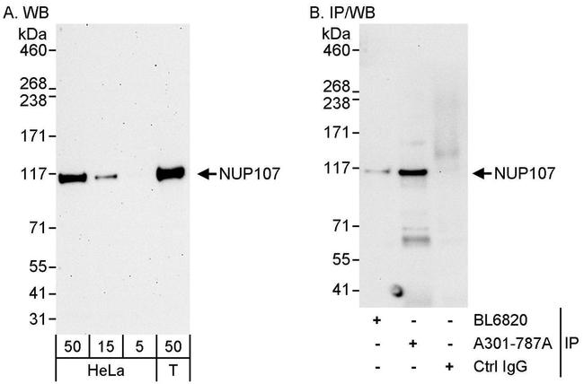 NUP107 Antibody in Western Blot (WB)