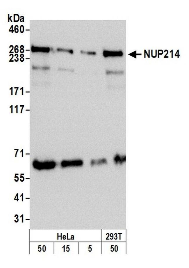 NUP214 Antibody in Western Blot (WB)