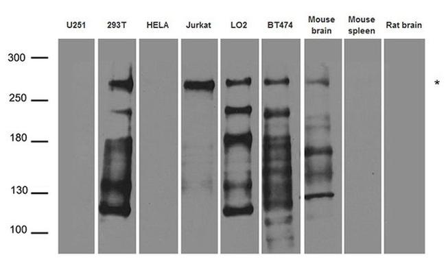 NUP214 Antibody in Western Blot (WB)