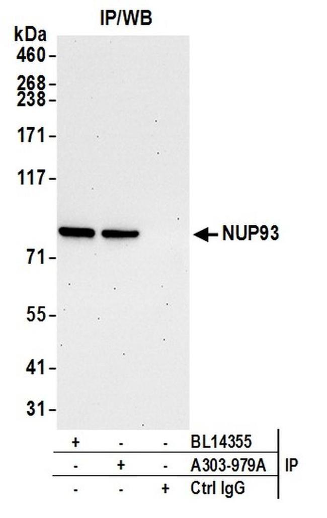 NUP93 Antibody in Western Blot (WB)