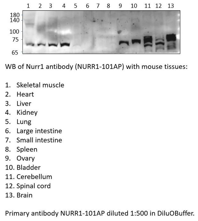 Nurr1 Antibody in Western Blot (WB)