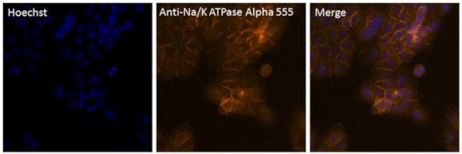 ATP1A1 Antibody in Immunocytochemistry (ICC/IF)