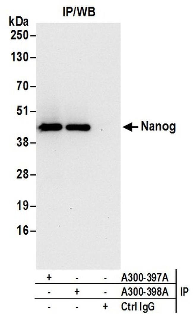 Nanog Antibody in Western Blot (WB)