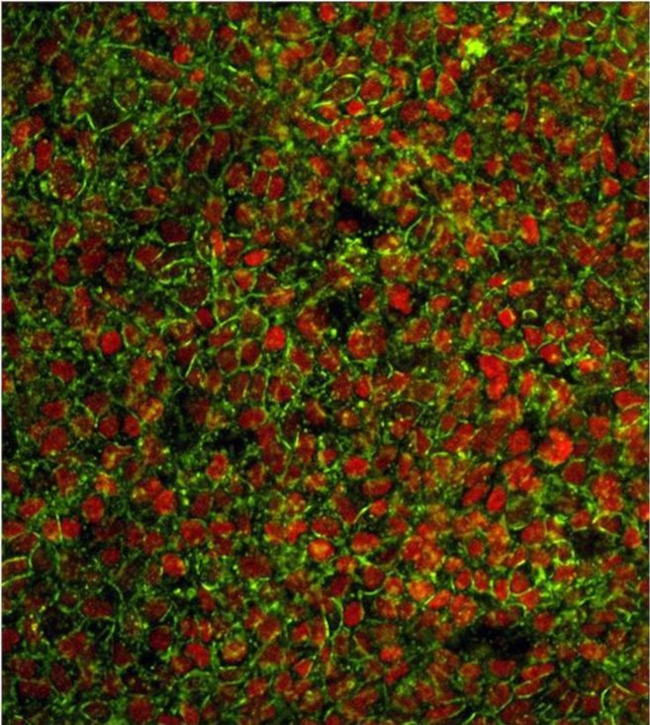 Nanog Antibody in Immunocytochemistry (ICC/IF)