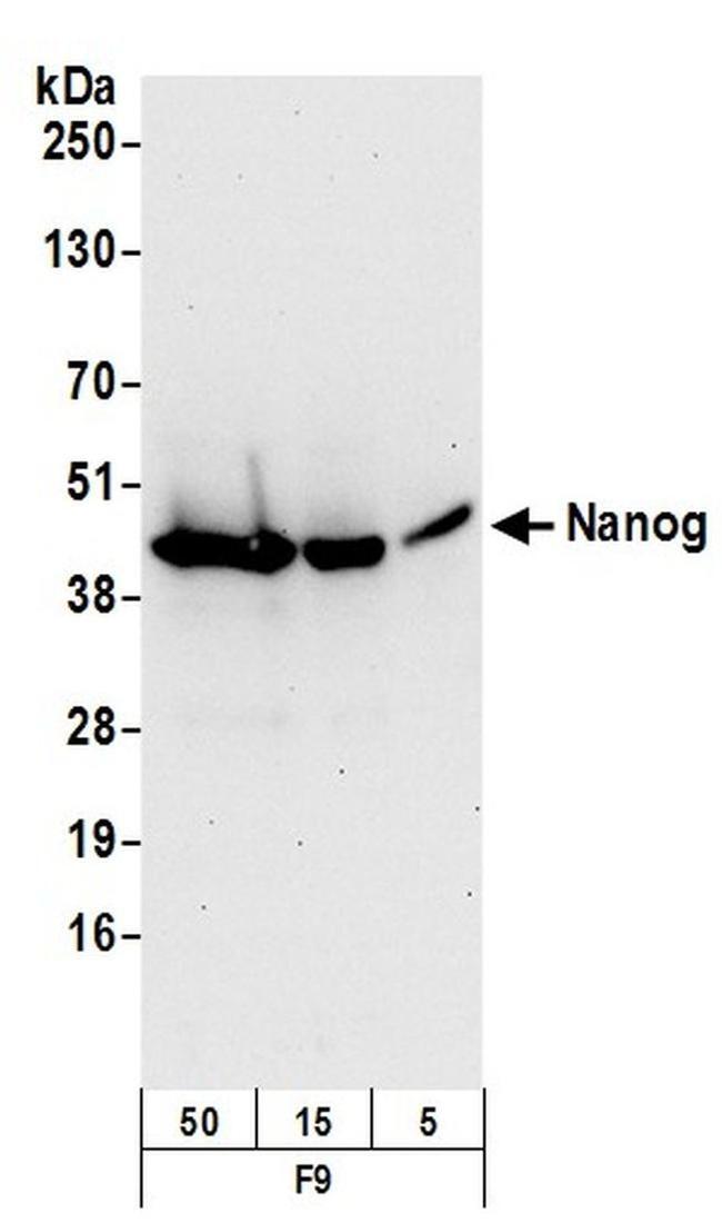 Nanog Antibody in Western Blot (WB)