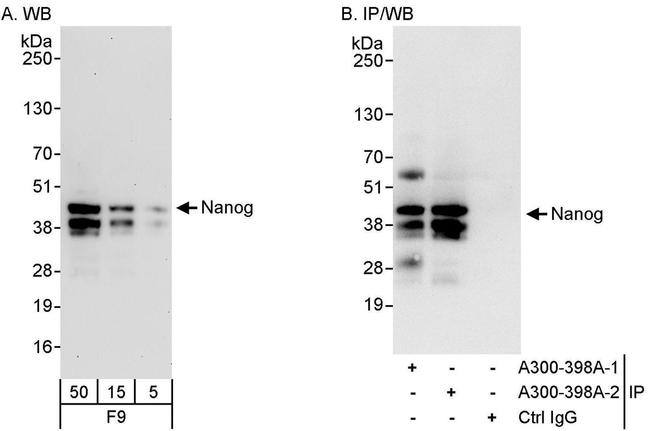 Nanog Antibody in Western Blot (WB)