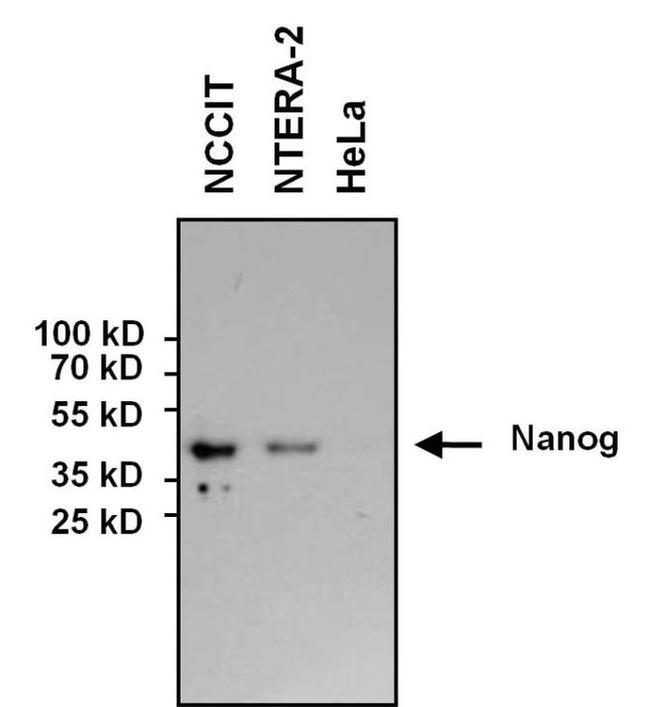 Nanog Antibody in Western Blot (WB)