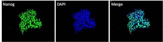 Nanog Antibody in Immunocytochemistry (ICC/IF)