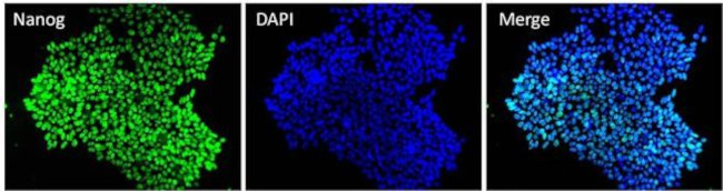 Nanog Antibody in Immunocytochemistry (ICC/IF)