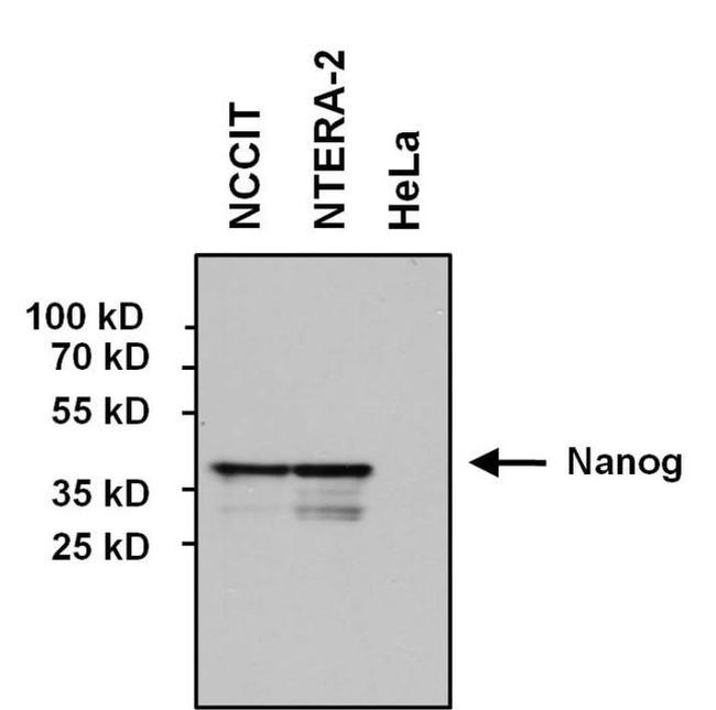 Nanog Antibody in Western Blot (WB)