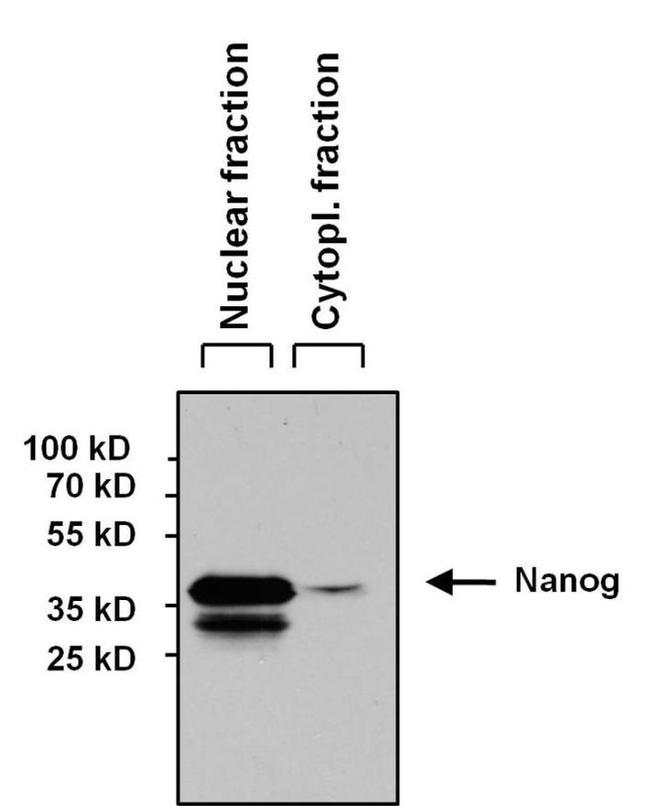 Nanog Antibody in Western Blot (WB)