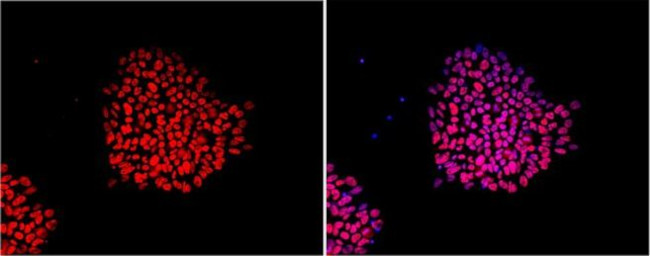 Nanog Antibody in Immunocytochemistry (ICC/IF)