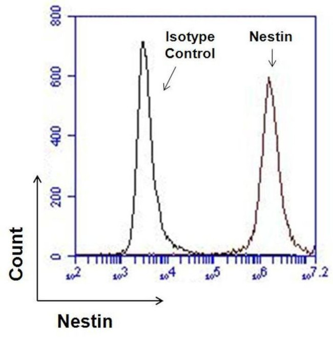 Nestin Antibody in Flow Cytometry (Flow)