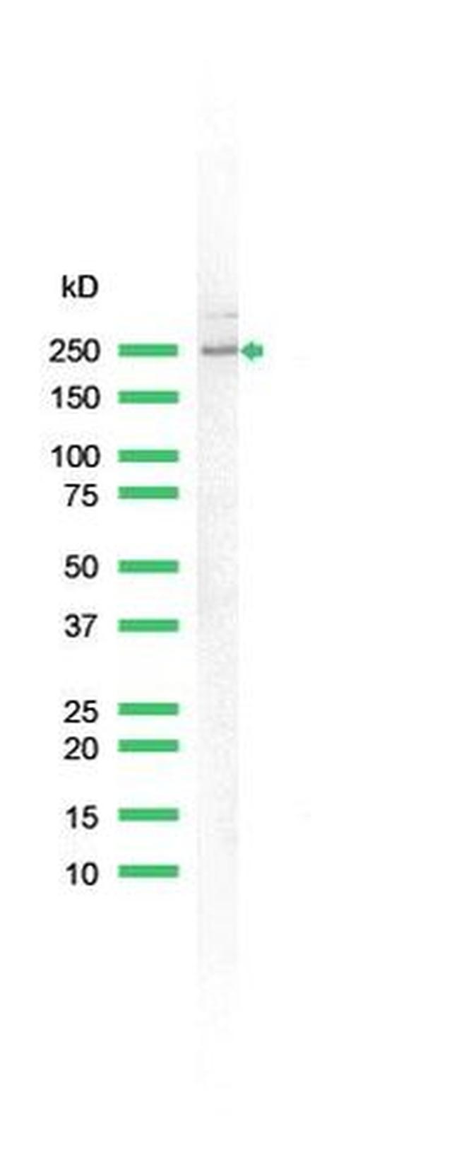 Nestin Antibody in Western Blot (WB)