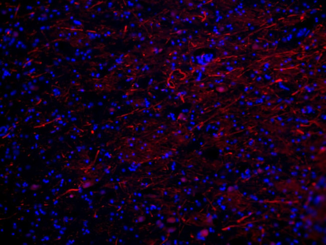 NF-H Antibody in Immunohistochemistry (Frozen) (IHC (F))