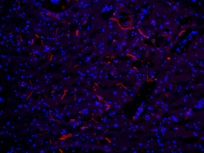 NEFH Antibody in Immunohistochemistry (Frozen) (IHC (F))