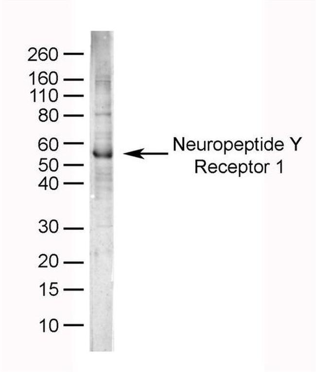 NPY1R Antibody in Western Blot (WB)