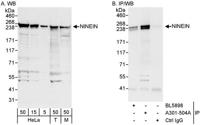 Ninein Antibody in Western Blot (WB)