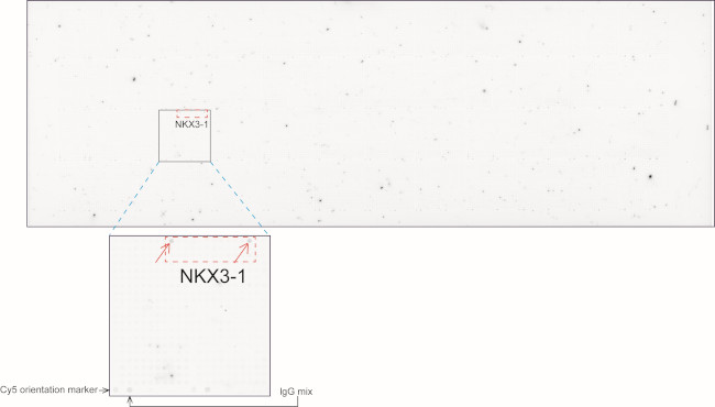 Nkx3.1 Antibody in Peptide array (ARRAY)