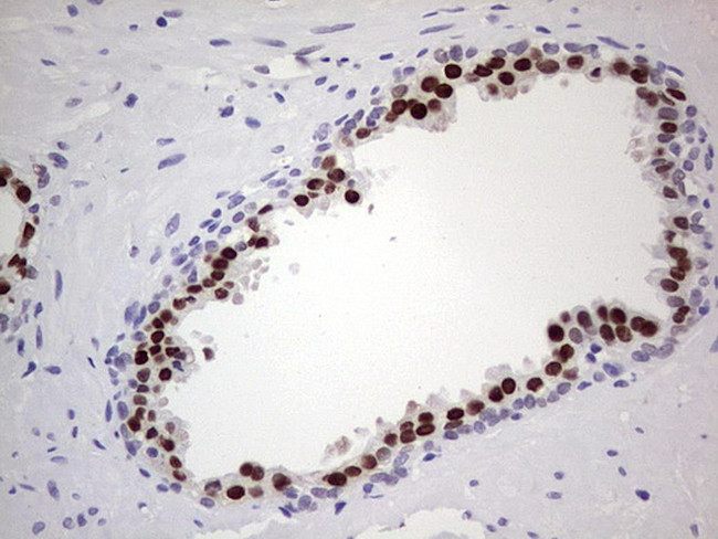 Nkx3.1 Antibody in Immunohistochemistry (Paraffin) (IHC (P))