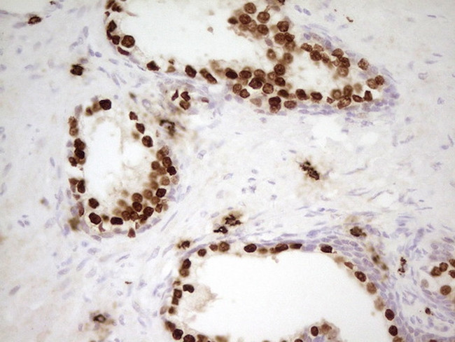 Nkx3.1 Antibody in Immunohistochemistry (Paraffin) (IHC (P))