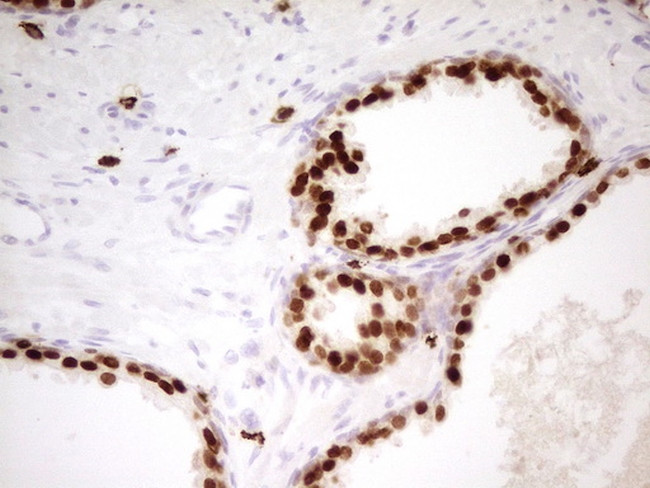 Nkx3.1 Antibody in Immunohistochemistry (Paraffin) (IHC (P))