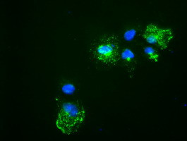 Noggin Antibody in Immunocytochemistry (ICC/IF)