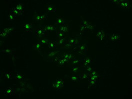 Noggin Antibody in Immunocytochemistry (ICC/IF)