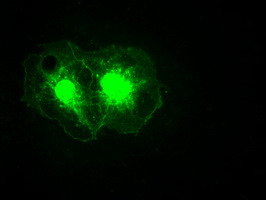 Noggin Antibody in Immunocytochemistry (ICC/IF)