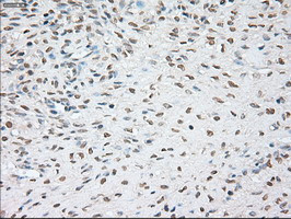 Noggin Antibody in Immunohistochemistry (Paraffin) (IHC (P))