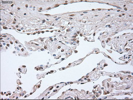 Noggin Antibody in Immunohistochemistry (Paraffin) (IHC (P))