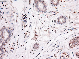 Noggin Antibody in Immunohistochemistry (Paraffin) (IHC (P))