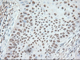 Noggin Antibody in Immunohistochemistry (Paraffin) (IHC (P))