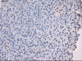 Noggin Antibody in Immunohistochemistry (Paraffin) (IHC (P))