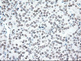 Noggin Antibody in Immunohistochemistry (Paraffin) (IHC (P))