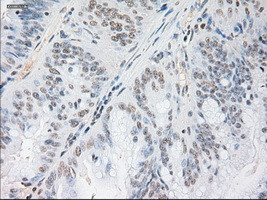 Noggin Antibody in Immunohistochemistry (Paraffin) (IHC (P))