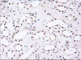 Noggin Antibody in Immunohistochemistry (Paraffin) (IHC (P))